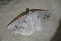 Lomographa temerata