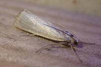Chrysoteuchia culmella