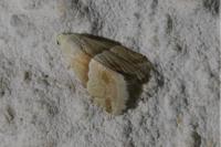 Eublemma parva