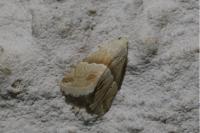 Eublemma parva