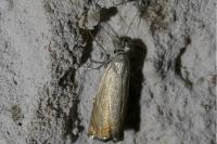 Chrysoteuchia culmella
