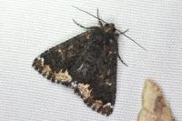 Catephia alchymista