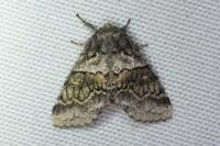Gluphisia crenata