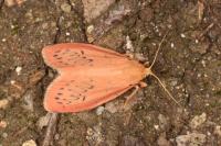 Miltochrista miniata