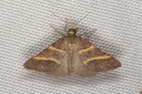 Perigune narbonea