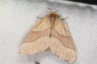 Malacosoma neustria