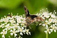 Omia cymbalariae