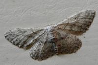 Idaea seriata