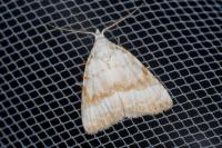 Meganola albula