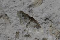 Idaea rusticata