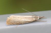 Chrysoteuchia culmella