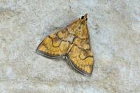 Anania verbascalis