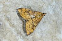 Anania verbascalis