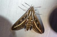 Hyles livornica