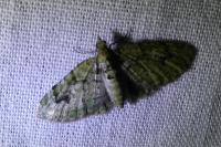 Chloroclystis v-ata