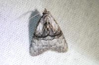 Meganola togatulalis