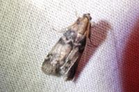 Euzophera pinguis