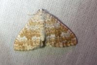 Perizoma flavofasciata
