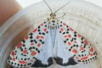 Utetheisa pulchella