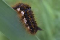 Euthrix potatoria