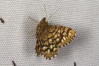 Chiasmia clathrata