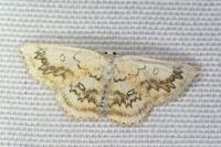 Cyclophora annularia