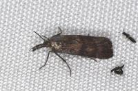 Hypochalcia ahenella