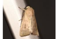 Mythimna sicula