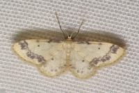 Idaea trigeminata