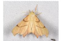 Ennomos erosaria