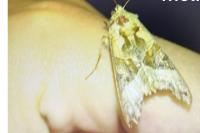 Phlogophora meticulosa