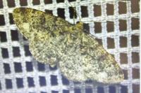 Parectropis similaria