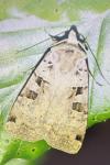 Xestia triangulum