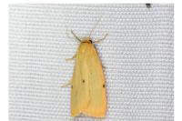 Cybosia mesomella