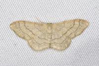 Idaea aversata