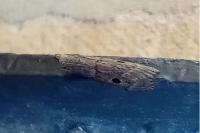 Aphomia gularis