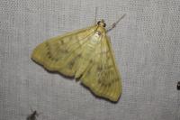 Patania ruralis