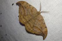 Drepana curvatula
