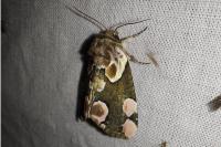 Thyatira batis