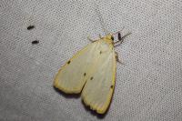 Cybosia mesomella