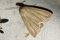 Mythimna pudorina
