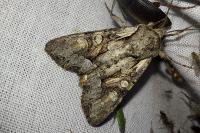 Lacanobia w-latinum