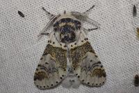 Furcula furcula