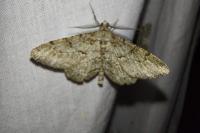 Peribatodes rhomboidaria rhomboidaria
