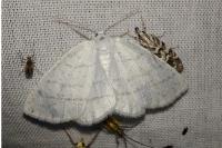 Cabera pusaria