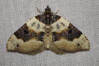 Cosmorhoe ocellata