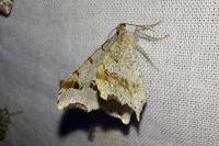 Macaria alternata