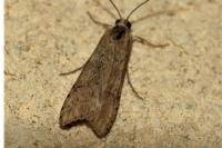 Nomophila noctuella