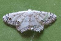 Scopula decorata