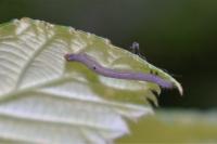 Dysgonia algira